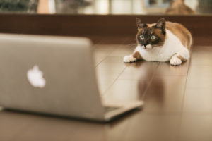 パソコン前の猫4