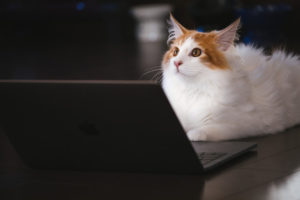パソコン前の猫1